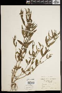 Eclipta prostrata image