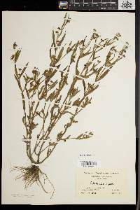 Eclipta prostrata image
