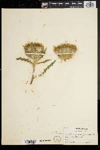 Cirsium horridulum image