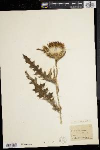 Cirsium horridulum image