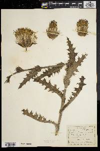 Cirsium horridulum image