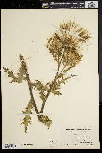 Cirsium horridulum image