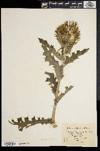 Cirsium horridulum image