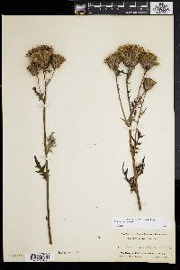 Cirsium muticum image