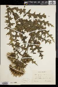 Cirsium pumilum image
