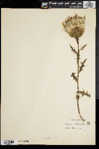 Cirsium pumilum image