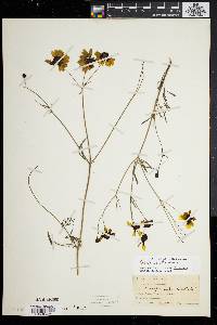 Coreopsis tinctoria image