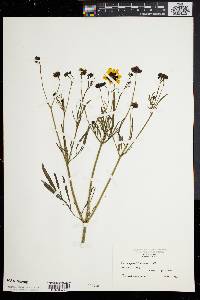 Coreopsis tinctoria image