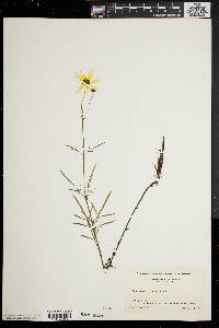 Coreopsis tinctoria image