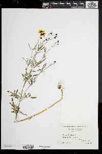 Coreopsis tinctoria image