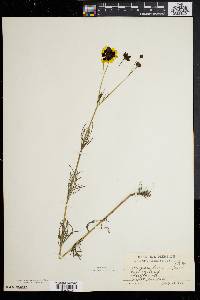 Coreopsis tinctoria image