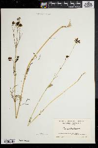 Coreopsis tinctoria image