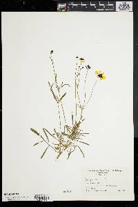 Coreopsis tinctoria image