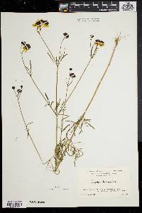 Coreopsis tinctoria image