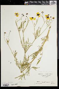 Coreopsis tinctoria image