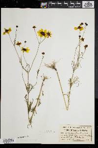 Coreopsis tinctoria image