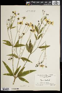 Coreopsis tripteris image