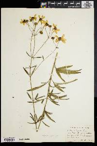 Coreopsis tripteris image