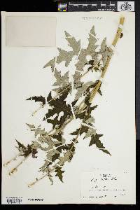Echinops exaltatus image