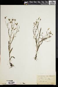 Crepis tectorum image