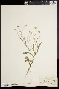 Crepis tectorum image