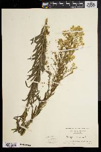 Conyza canadensis var. canadensis image