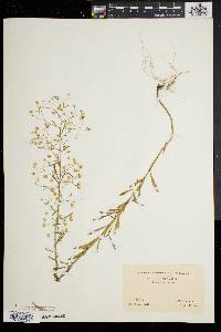 Conyza canadensis var. pusilla image