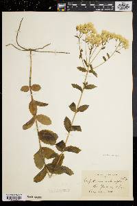 Eupatorium album image