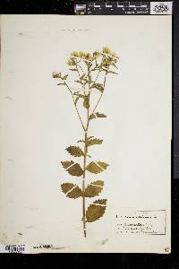 Eupatorium album image