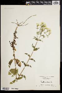 Eupatorium album image