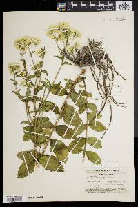 Eupatorium album image