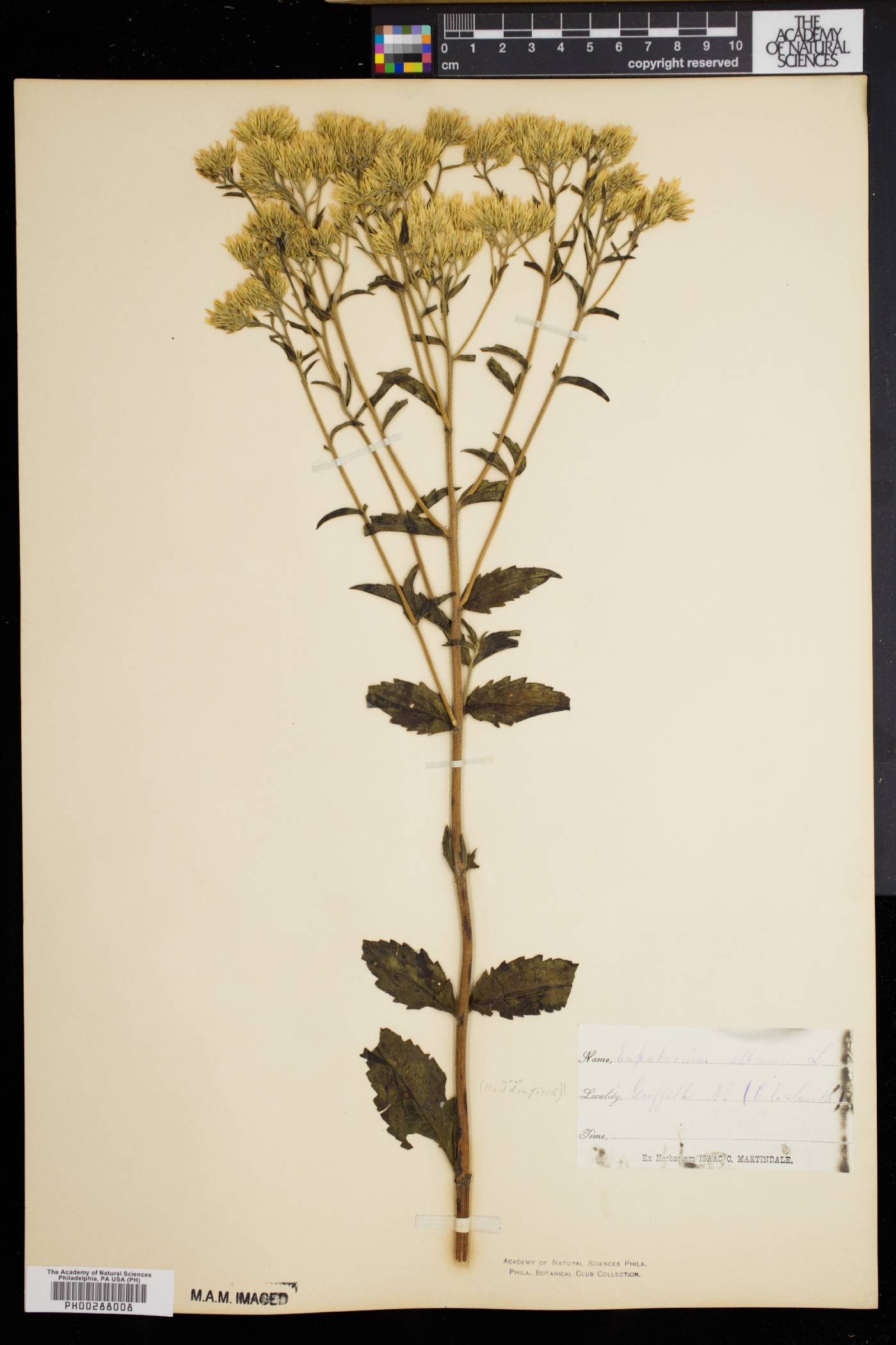 Eupatorium album image