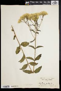 Eupatorium album image