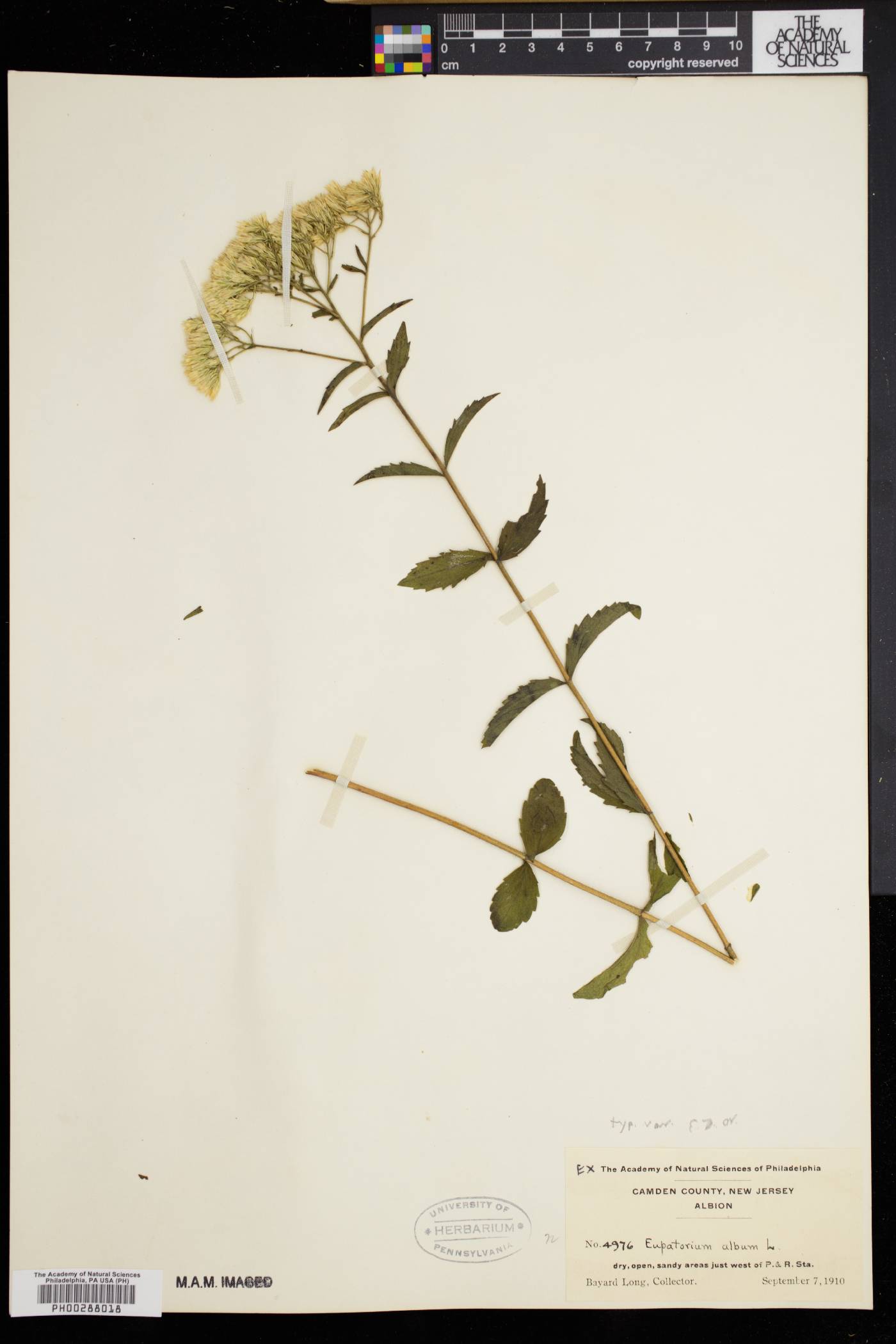 Eupatorium album image