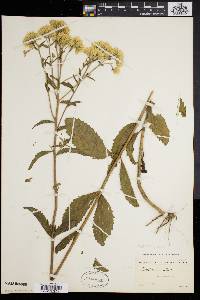 Eupatorium album image