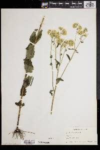 Eupatorium album image