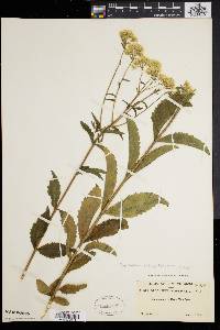 Eupatorium album image