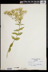 Eupatorium album image