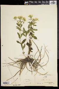 Eupatorium album image