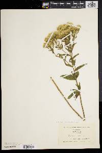 Eupatorium album var. subvenosum image