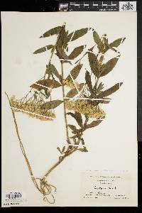 Eupatorium album var. subvenosum image