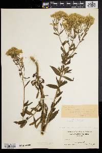 Eupatorium album image