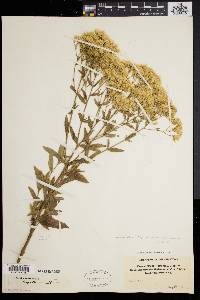 Eupatorium album image