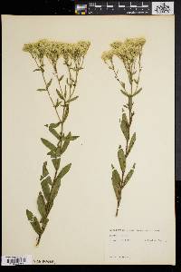 Eupatorium album var. subvenosum image