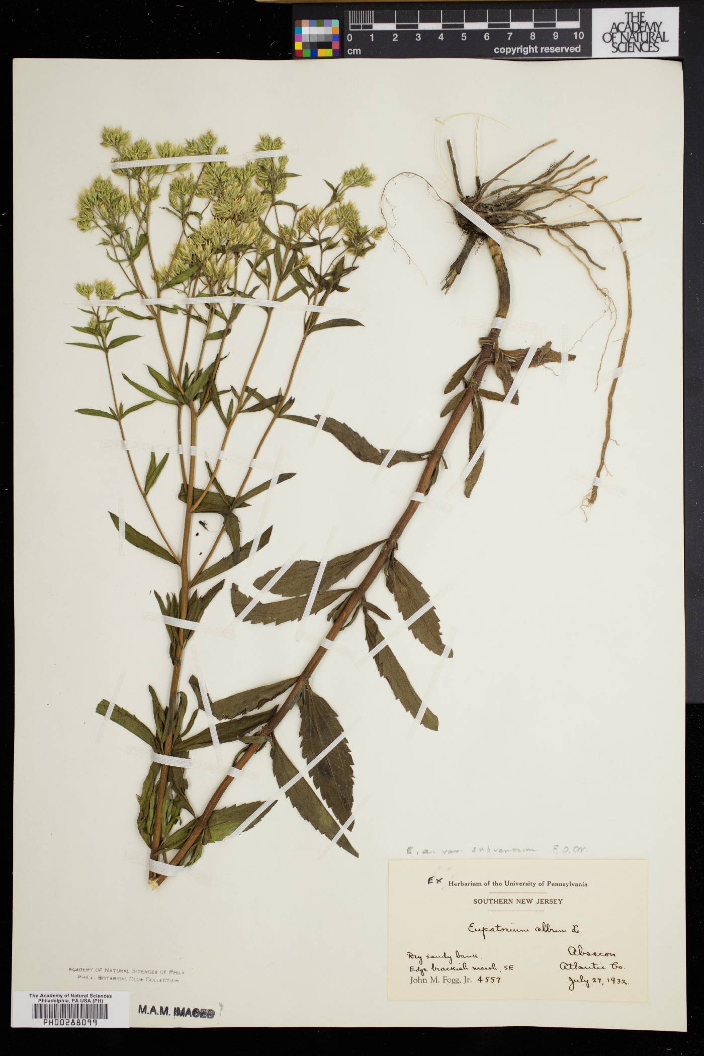 Eupatorium album var. subvenosum image