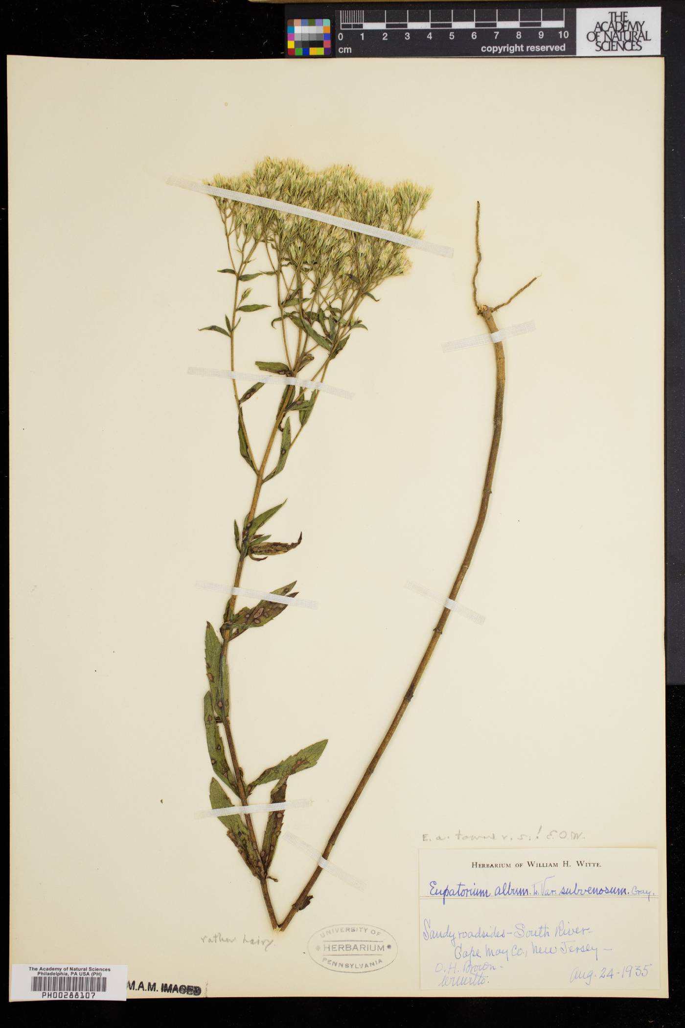 Eupatorium album var. subvenosum image