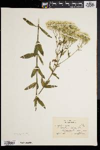 Eupatorium album var. subvenosum image