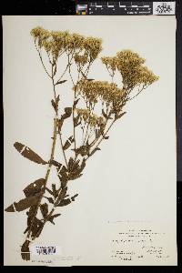 Eupatorium album image