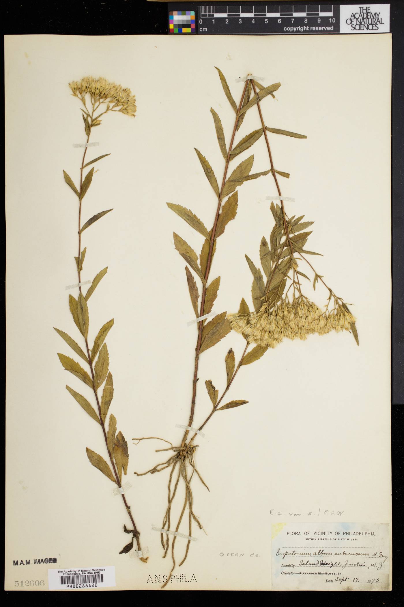 Eupatorium album var. subvenosum image