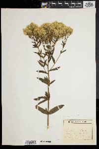 Eupatorium album var. subvenosum image